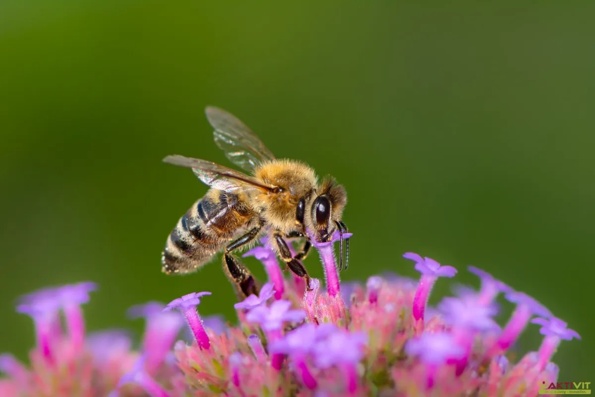 Kleingarten zur Pacht. - Neue Gartenanlage in Planung: Jetzt vormerken lassen!