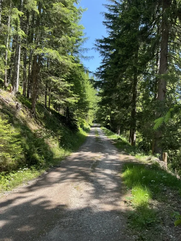 700 ha Forstbesitz mit hoher Jagd