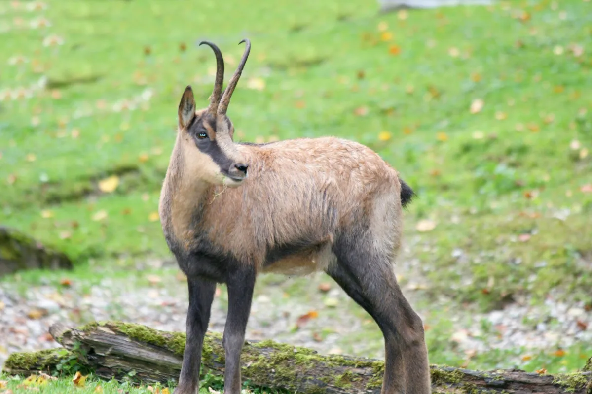 700 ha Forstbesitz mit hoher Jagd
