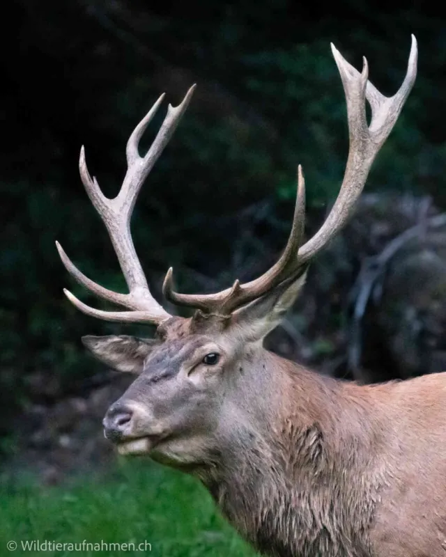 700 ha Forstbesitz mit hoher Jagd