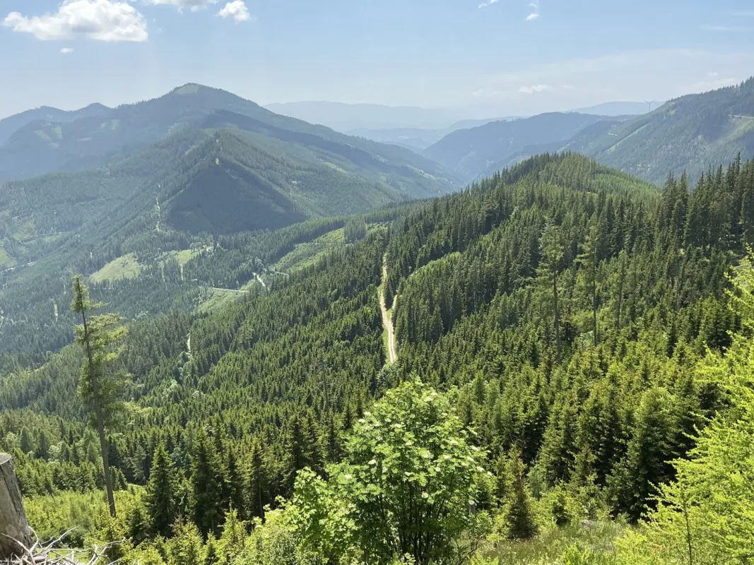 700 ha Forstbesitz mit hoher Jagd