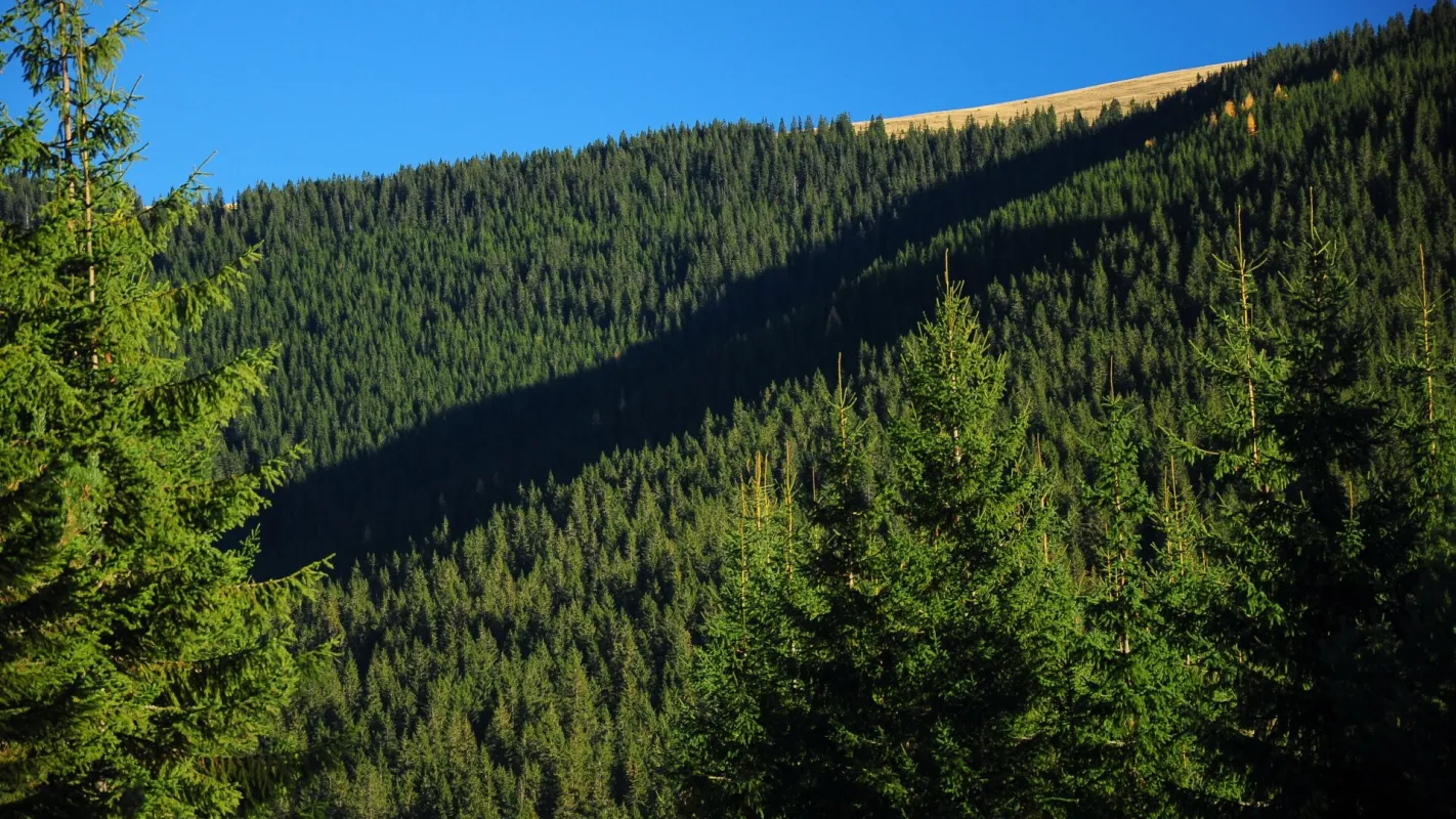 700 ha Forstbesitz mit hoher Jagd