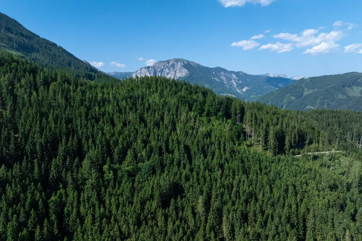 700 ha Forstbesitz mit hoher Jagd
